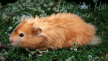 Kailey- Copper Satin Longhaired Syrian Hamster