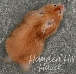 Kailey- Copper Satin Longhaired Syrian Hamster