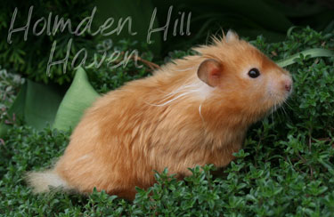 Kailey- Copper Satin Longhaired Syrian Hamster