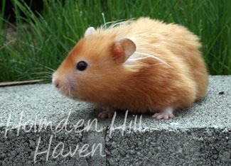 Kailey- Copper Satin Longhaired Syrian Hamster