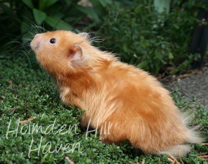 Kailey- Copper Satin Longhaired Syrian Hamster