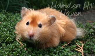 Kailey- Copper Satin Longhaired Syrian Hamster