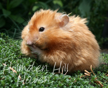 Kailey- Copper Satin Longhaired Syrian Hamster