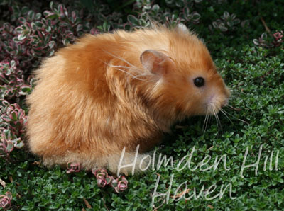 Kailey- Copper Satin Longhaired Syrian Hamster