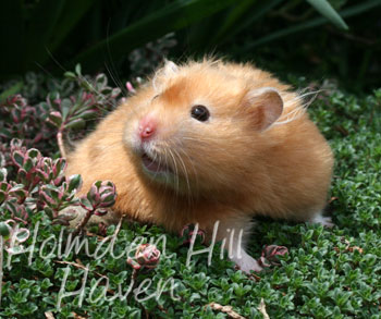 Kailey- Copper Satin Longhaired Syrian Hamster