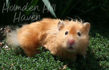 Kailey- Copper Satin Longhaired Syrian Hamster