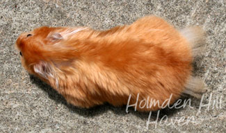 Kailey- Copper Satin Longhaired Syrian Hamster