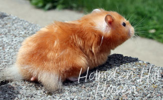 Kailey- Copper Satin Longhaired Syrian Hamster