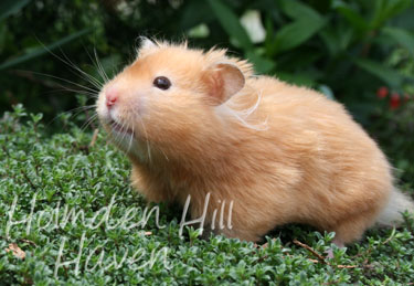 Kailey- Copper Satin Longhaired Syrian Hamster