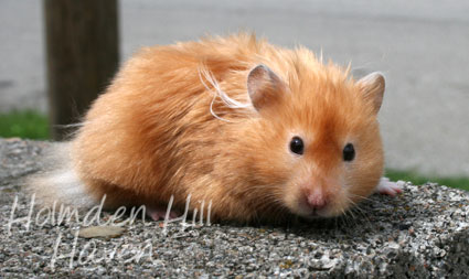 Kailey- Copper Satin Longhaired Syrian Hamster