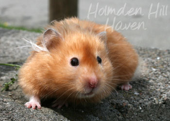 Kailey- Copper Satin Longhaired Syrian Hamster