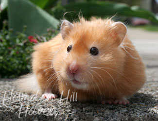 Kailey- Copper Satin Longhaired Syrian Hamster