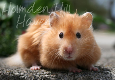 Kailey- Copper Satin Longhaired Syrian Hamster