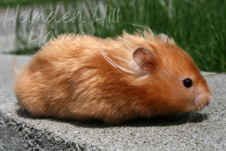 Kailey- Copper Satin Longhaired Syrian Hamster