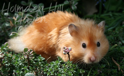 Kailey- Copper Satin Longhaired Syrian Hamster