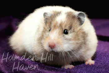 Kama- Yellow Black Recessive Dappled Longhaired Syrian Hamster