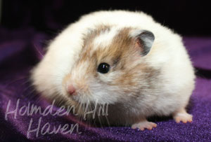 Kama- Yellow Black Recessive Dappled Longhaired Syrian Hamster