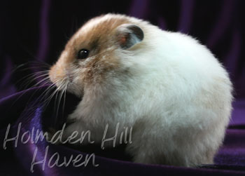 Kama- Yellow Black Recessive Dappled Longhaired Syrian Hamster