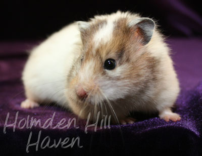 Kama- Yellow Black Recessive Dappled Longhaired Syrian Hamster