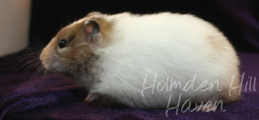 Kama- Yellow Black Recessive Dappled Longhaired Syrian Hamster