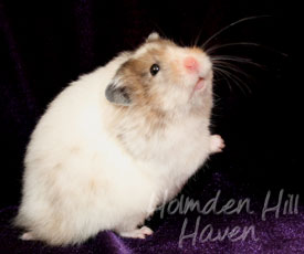 Kama- Yellow Black Recessive Dappled Longhaired Syrian Hamster