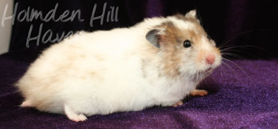 Kama- Yellow Black Recessive Dappled Longhaired Syrian Hamster