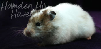 Kama- Yellow Black Recessive Dappled Longhaired Syrian Hamster