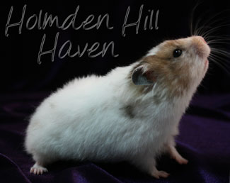 Kama- Yellow Black Recessive Dappled Longhaired Syrian Hamster