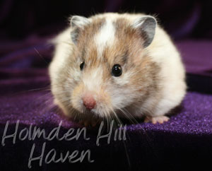 Kama- Yellow Black Recessive Dappled Longhaired Syrian Hamster