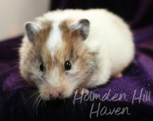 Kama- Yellow Black Recessive Dappled Longhaired Syrian Hamster