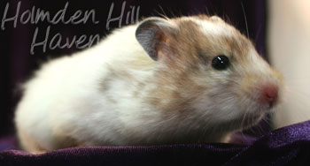 Kama- Yellow Black Recessive Dappled Longhaired Syrian Hamster