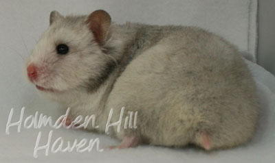 Koala- Silver Grey Tortoiseshell Longhaired Syrian Hamster