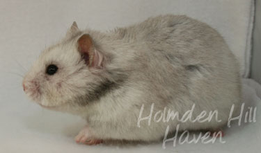 Koala- Silver Grey Tortoiseshell Longhaired Syrian Hamster