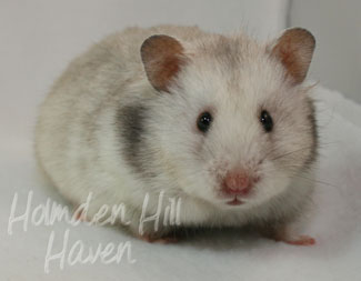 Koala- Silver Grey Tortoiseshell Longhaired Syrian Hamster