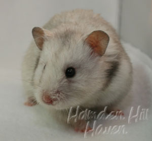 Koala- Silver Grey Tortoiseshell Longhaired Syrian Hamster