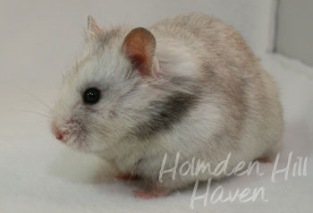 Koala- Silver Grey Tortoiseshell Longhaired Syrian Hamster