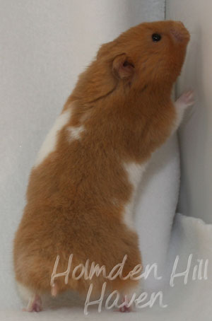 Lafitte- Champagne Tortoiseshell & White (Banded) Umbrous Longhaired Syrian Hamster