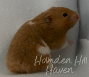 Lafitte- Champagne Tortoiseshell & White (Banded) Umbrous Longhaired Syrian Hamster