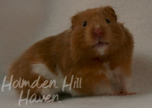 Lafitte- Champagne Tortoiseshell & White (Banded) Umbrous Longhaired Syrian Hamster