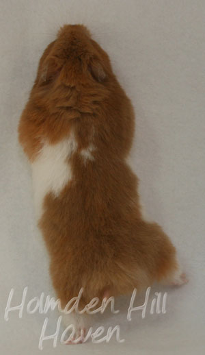 Lafitte- Champagne Tortoiseshell & White (Banded) Umbrous Longhaired Syrian Hamster