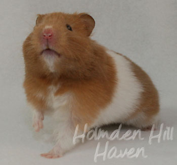 Lafitte- Champagne Tortoiseshell & White (Banded) Umbrous Longhaired Syrian Hamster