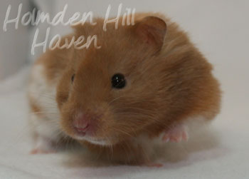 Lafitte- Champagne Tortoiseshell & White (Banded) Umbrous Longhaired Syrian Hamster