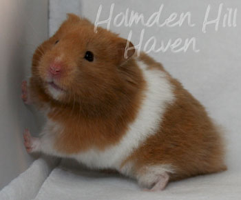 Lafitte- Champagne Tortoiseshell & White (Banded) Umbrous Longhaired Syrian Hamster