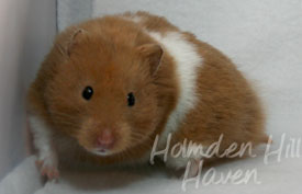 Lafitte- Champagne Tortoiseshell & White (Banded) Umbrous Longhaired Syrian Hamster