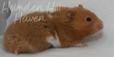 Lafitte- Champagne Tortoiseshell & White (Banded) Umbrous Longhaired Syrian Hamster