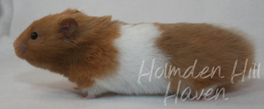 Lafitte- Champagne Tortoiseshell & White (Banded) Umbrous Longhaired Syrian Hamster