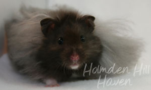 Love Monster- Black Longhaired Syrian Hamster