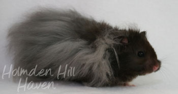 Love Monster- Black Longhaired Syrian Hamster