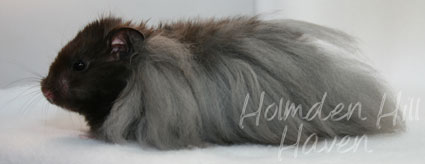 Love Monster- Black Longhaired Syrian Hamster