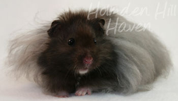 Love Monster- Black Longhaired Syrian Hamster